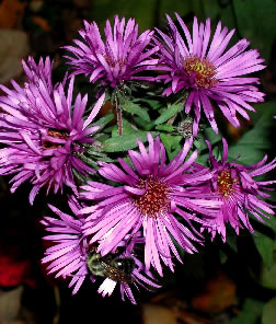 Aster 2237